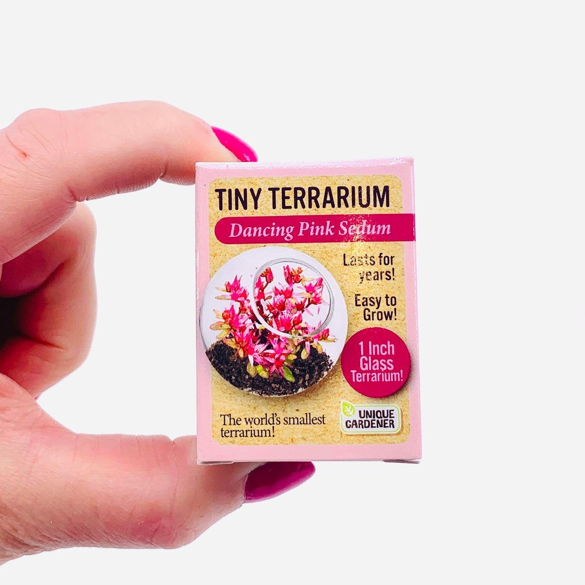 Tiny Terrarium, Dancing Pink Sedum