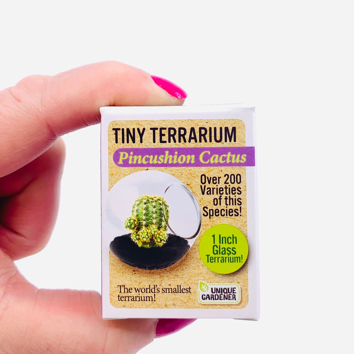 Tiny Terrarium, Pincushion Cactus