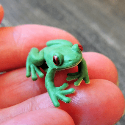 small rubber tree Tiny Rubber Tree Frog