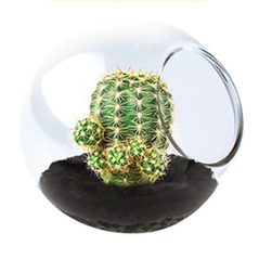 Tiny Terrarium, Pincushion Cactus