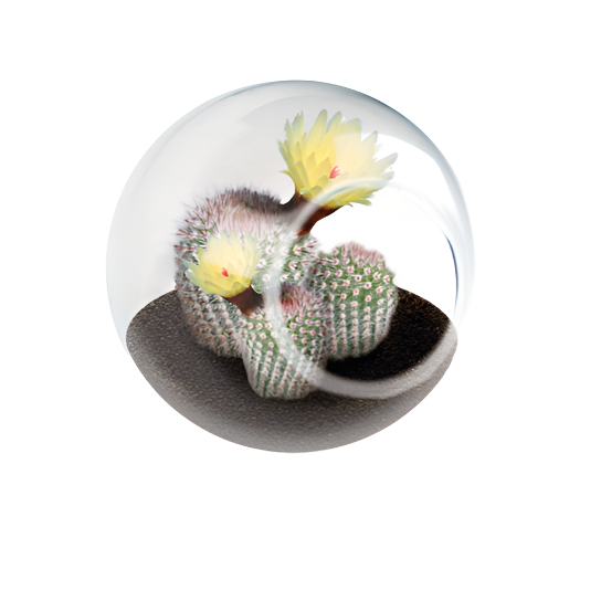Tiny Terrarium, Silver Ball Cactus