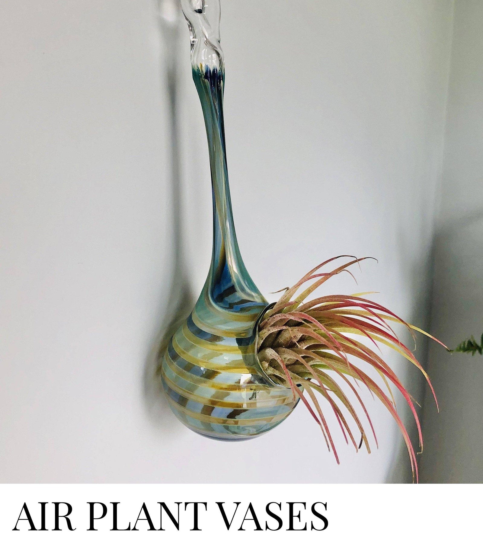 Air Plants