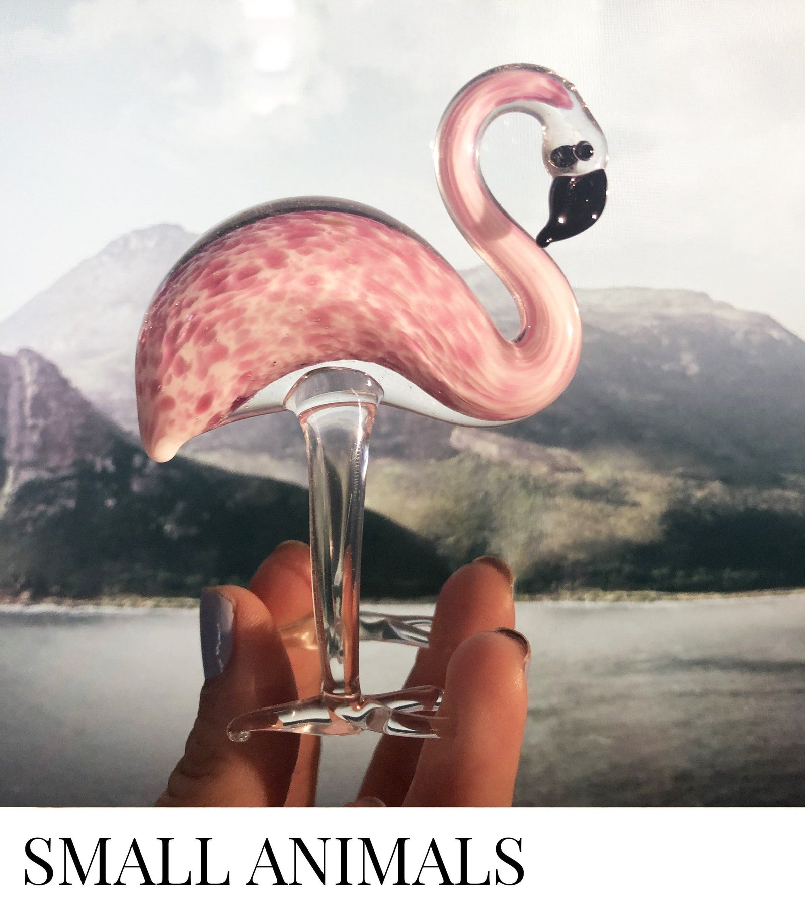 Small Animals