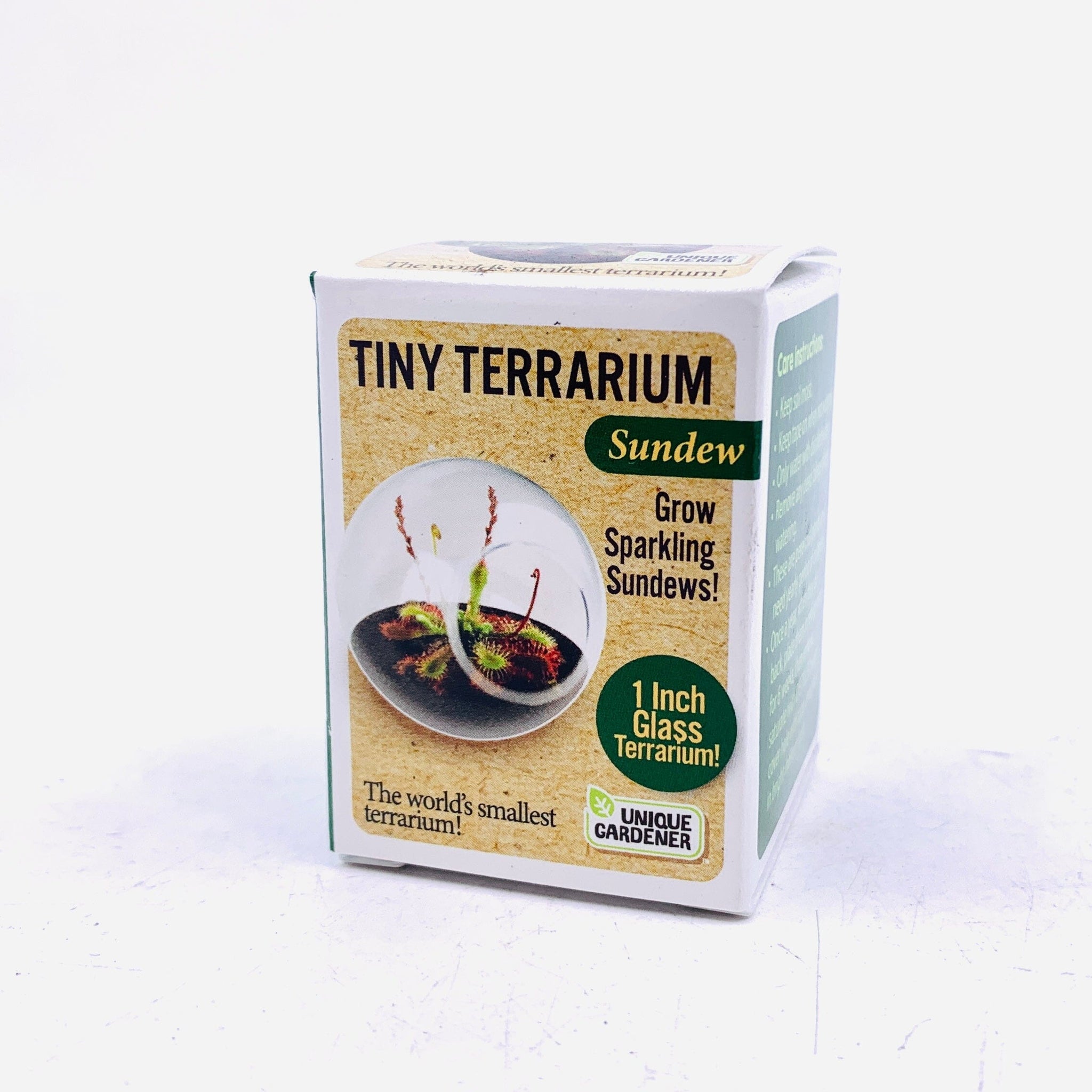 sundew plant terrarium LAST ONE - Tiny Terrarium, Sundew