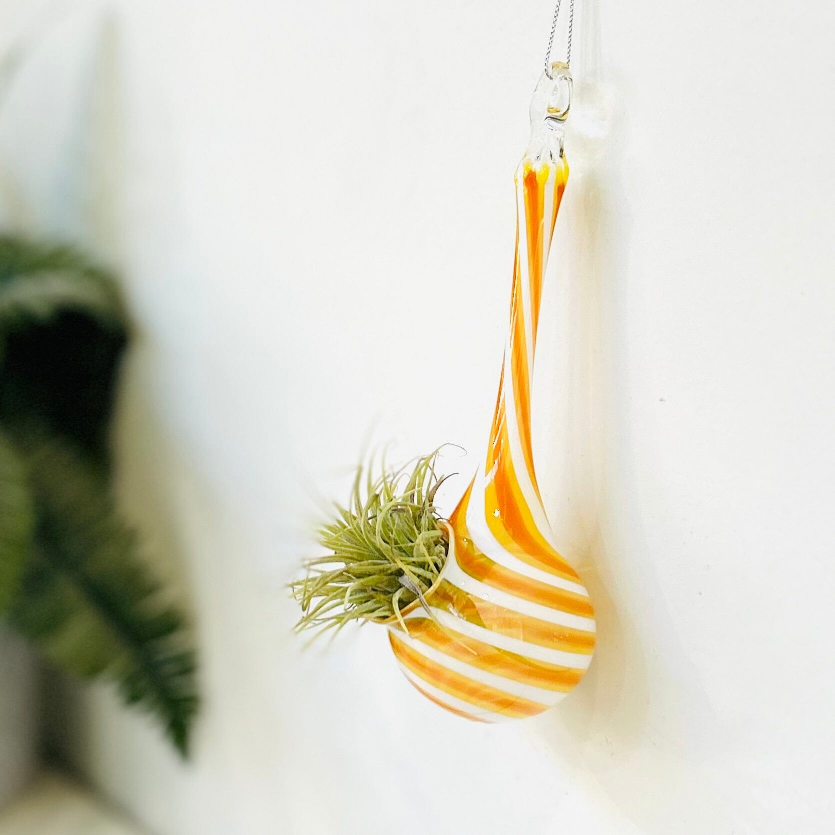 air plant glass Air Plant Hanging Drop Vase 10