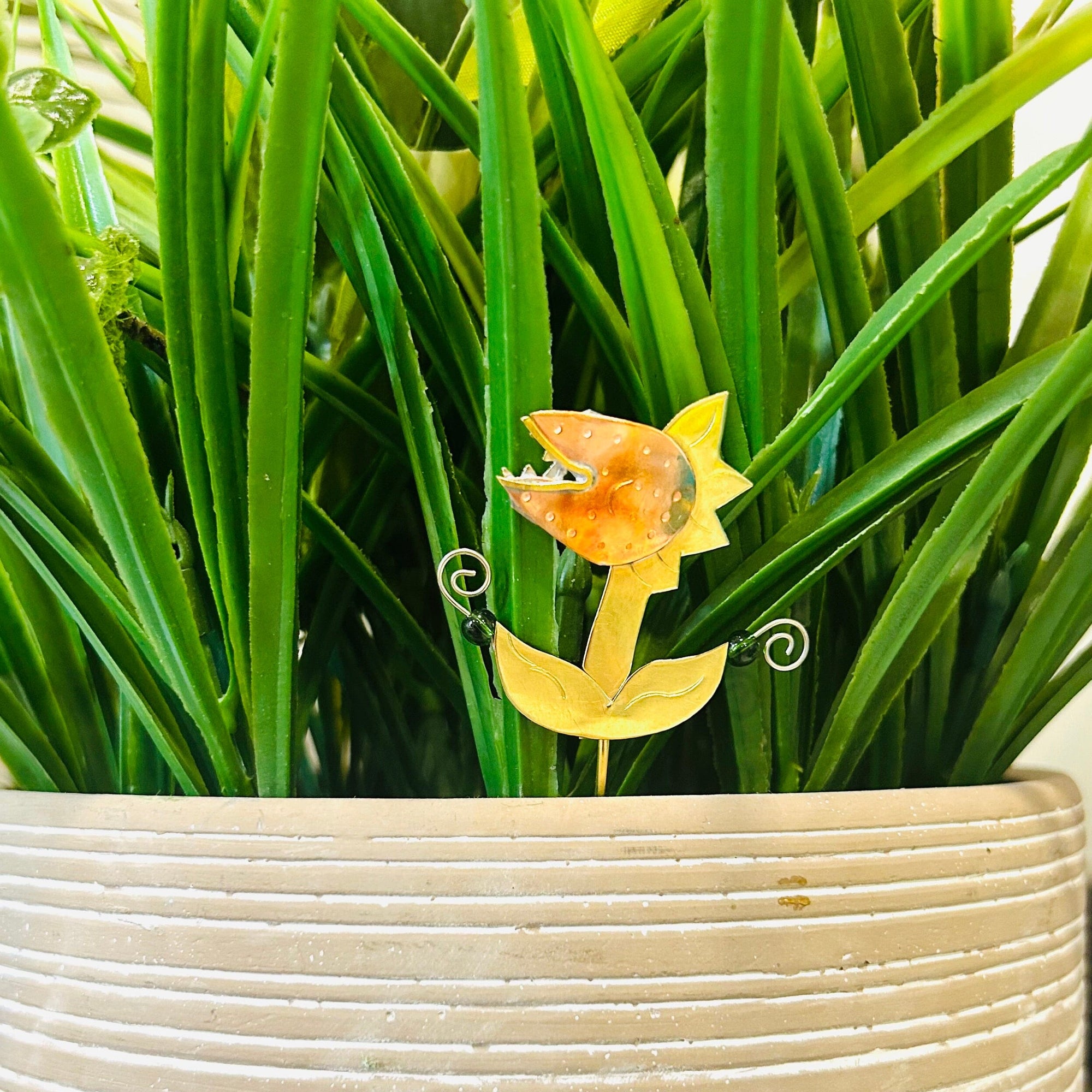 Plant Pals 23, Venus Fly Trap Miniature Pilgrim Imports 