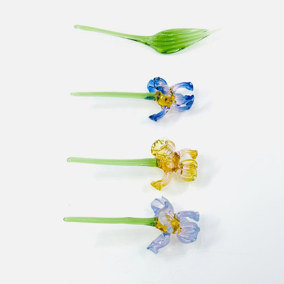 Tiny Iris Build Your Own Bouquet Alex 