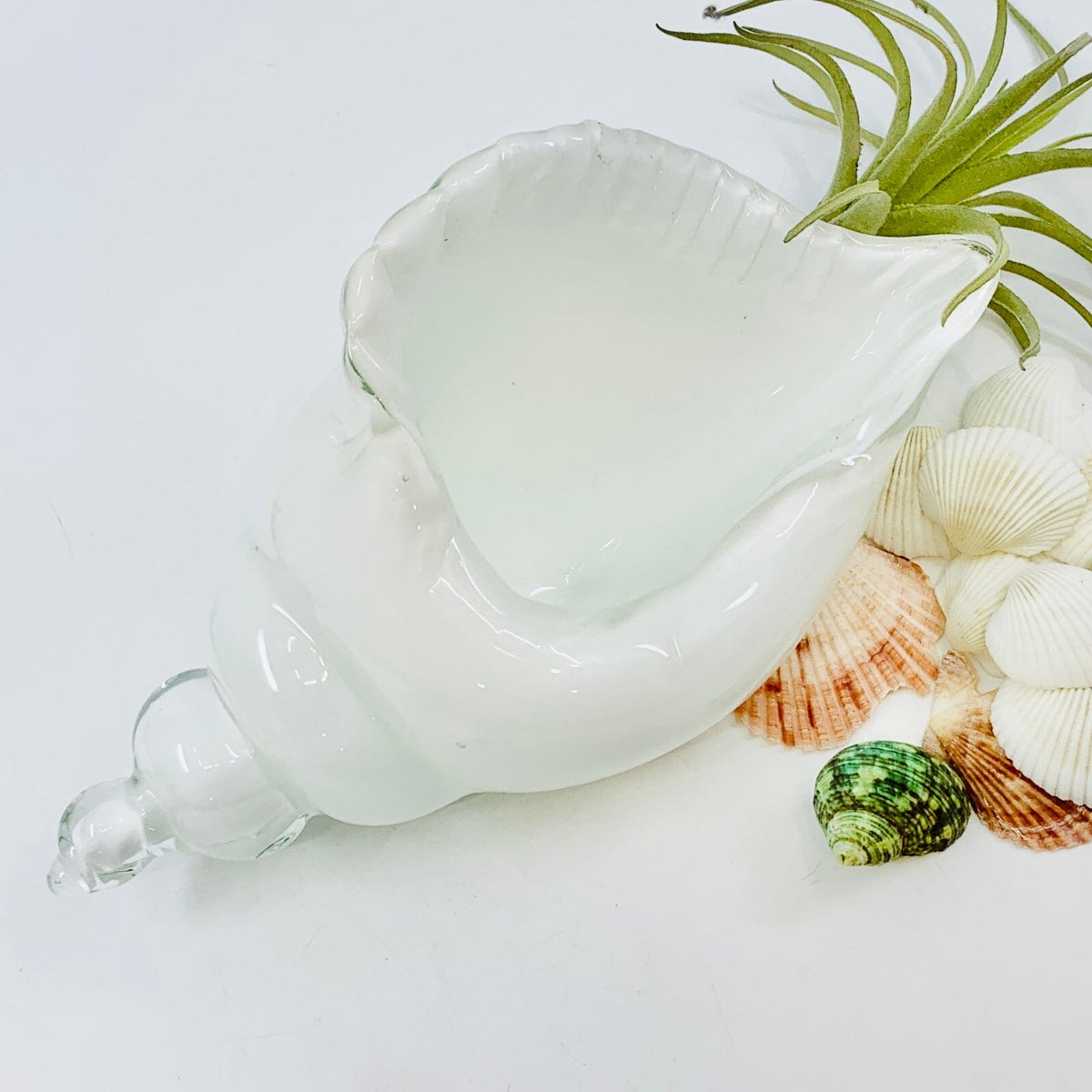 White and Clear Glass Conch Shell Decor Beachcombers 