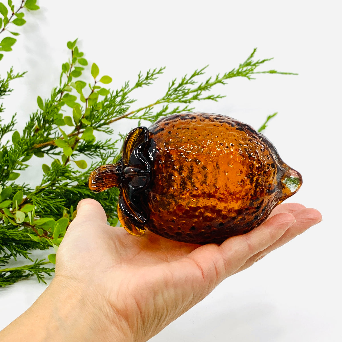 Glass Acorn, Coffee