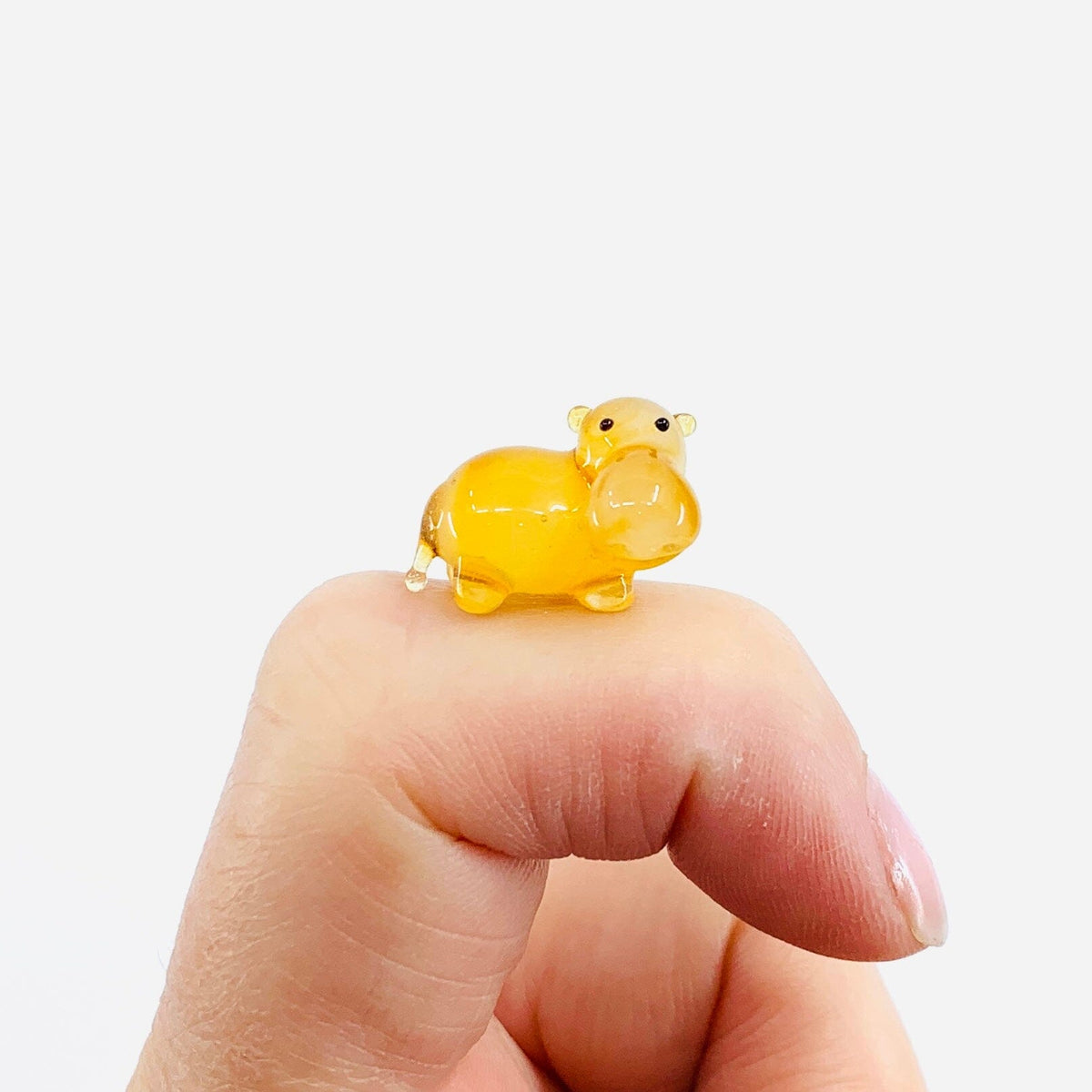 Teeny Teensie Hippo 2 JACO 