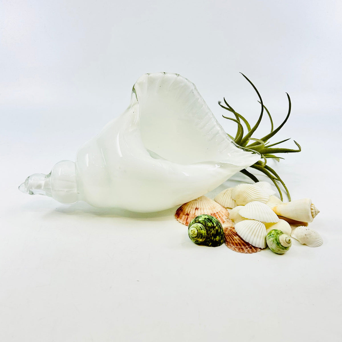 White and Clear Glass Conch Shell Decor Beachcombers 