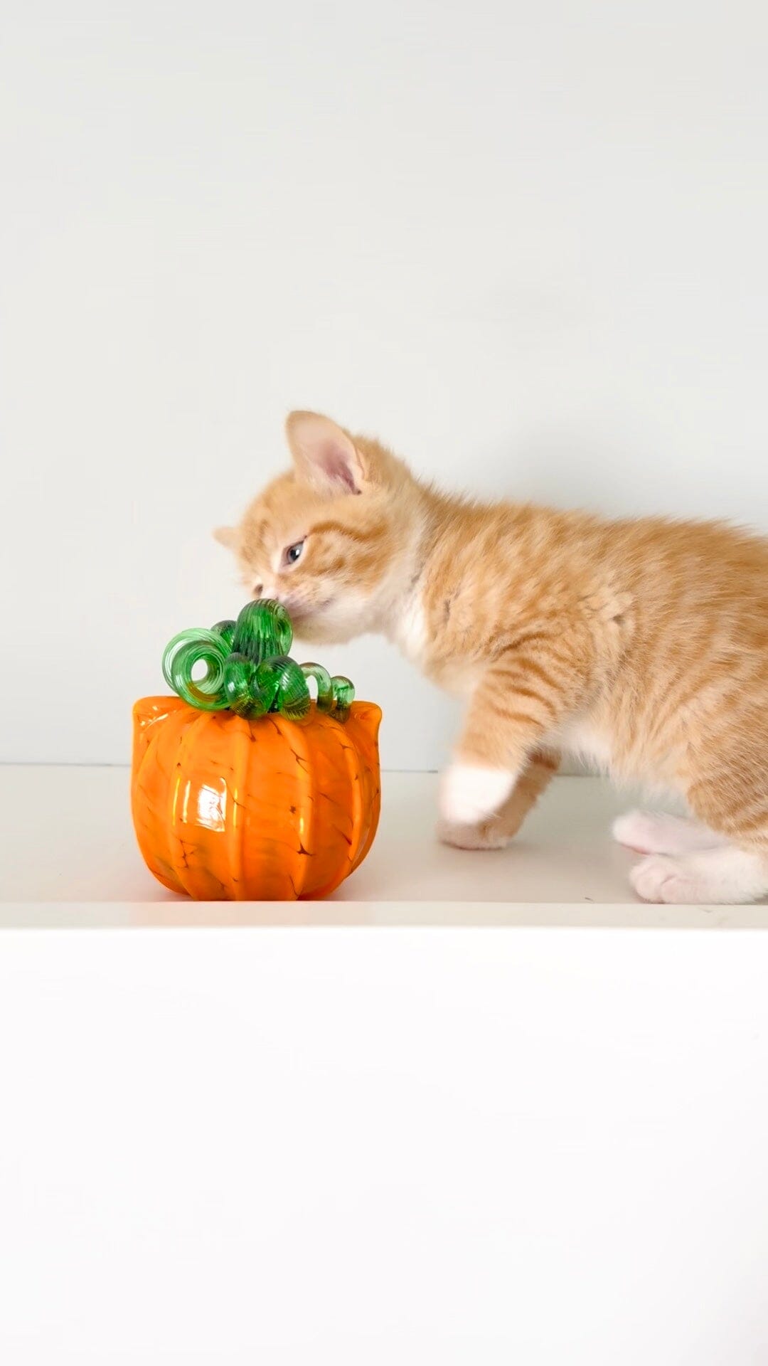 Orange Cat-kin Pumpkin Inspo Luke Adams Glass Blowing Studio 