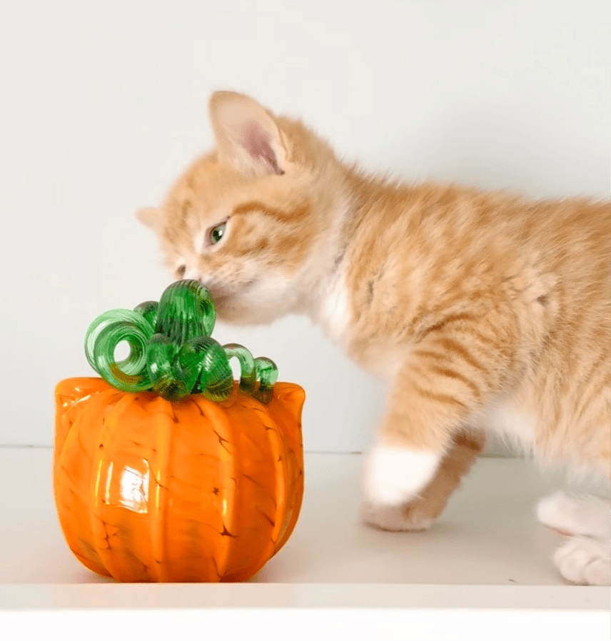 Orange Cat-kin Pumpkin Inspo Luke Adams Glass Blowing Studio 