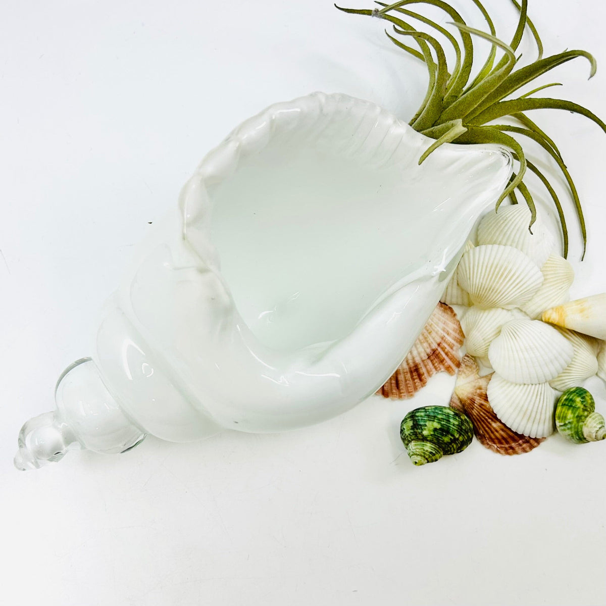 White and Clear Glass Conch Shell Decor Beachcombers 