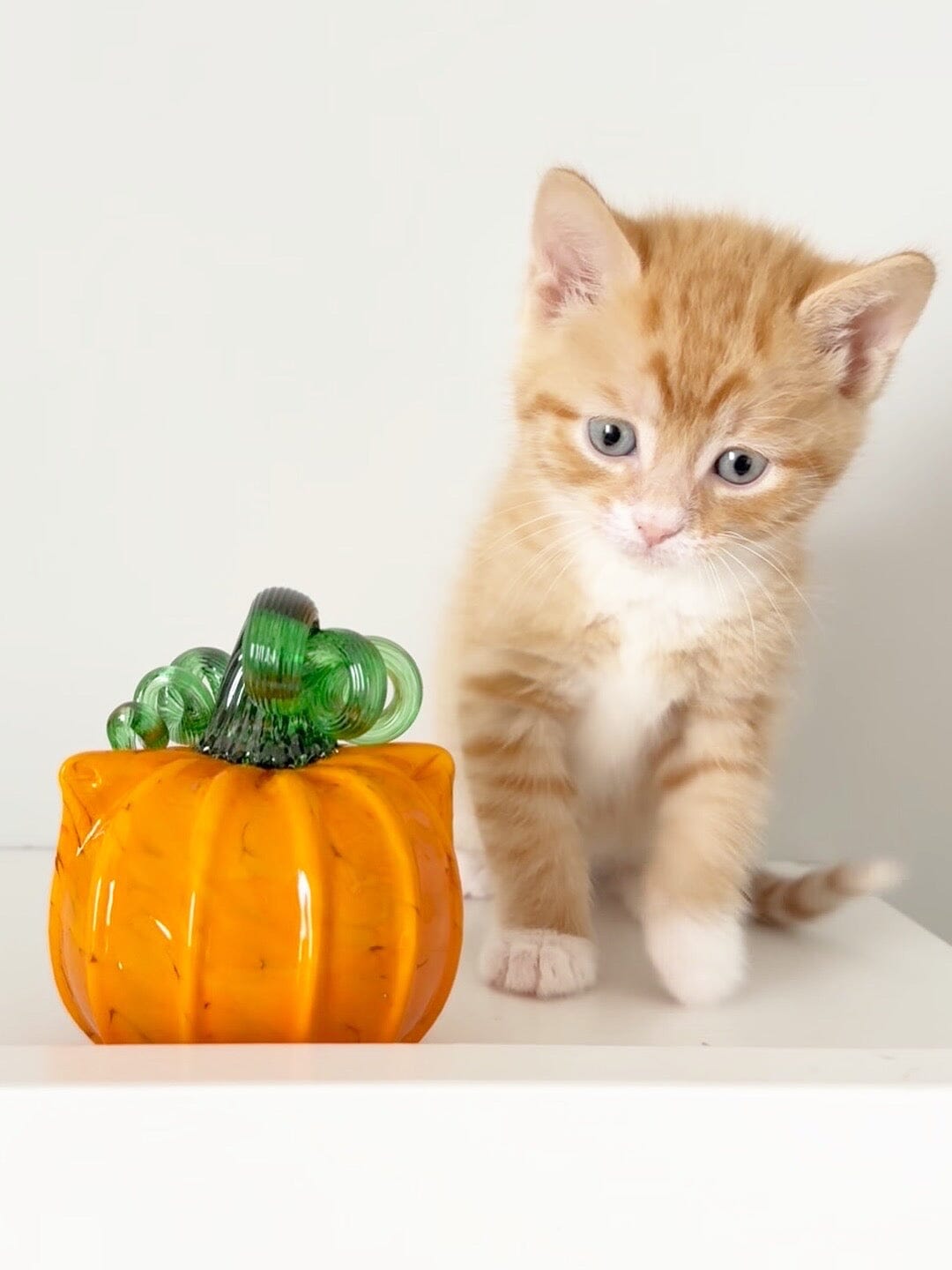 Orange Cat-kin Pumpkin Inspo Luke Adams Glass Blowing Studio 