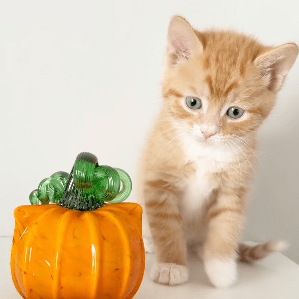 Orange Cat-kin Pumpkin Inspo Luke Adams Glass Blowing Studio 