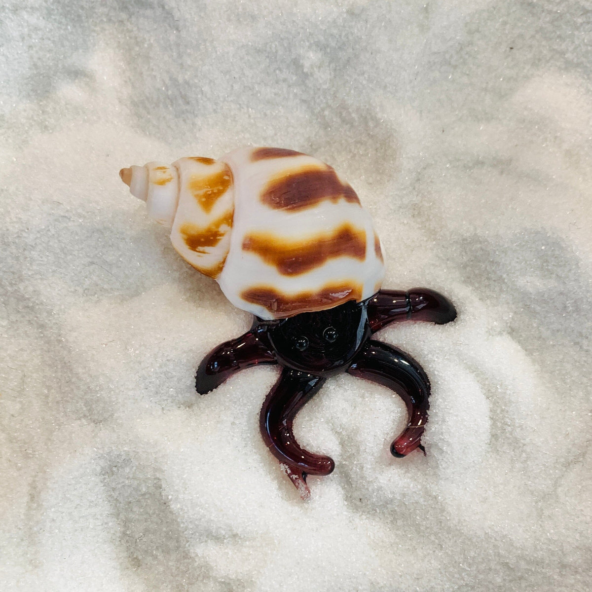 Hermit Crab, Purple Decor Chesapeake Bay 