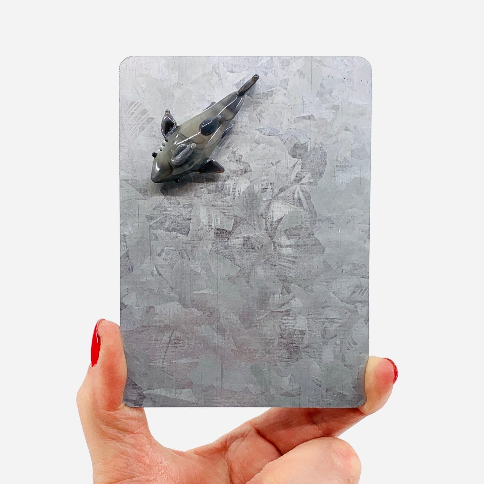 Glass Magnet, Shark Dynasty 