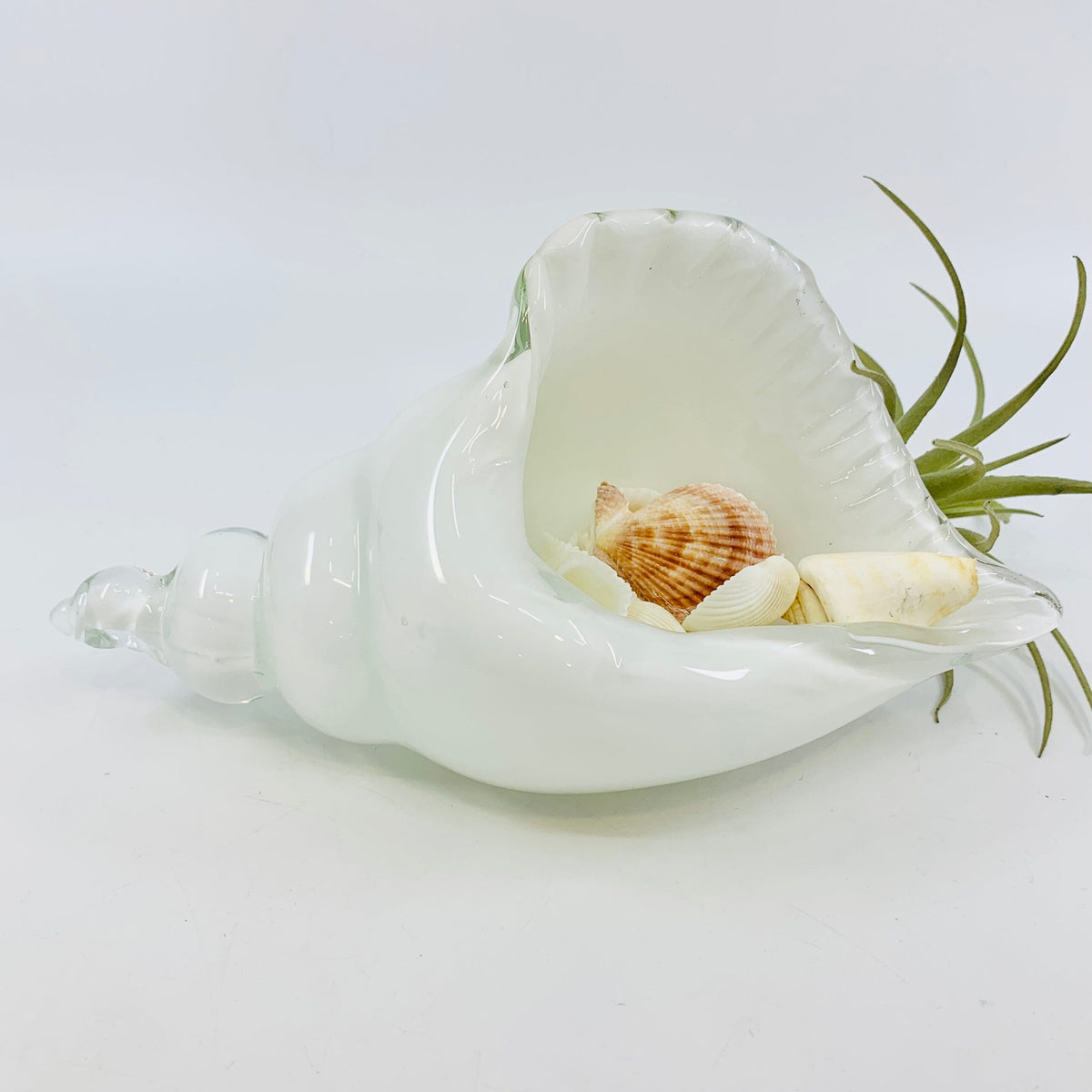 White and Clear Glass Conch Shell Decor Beachcombers 