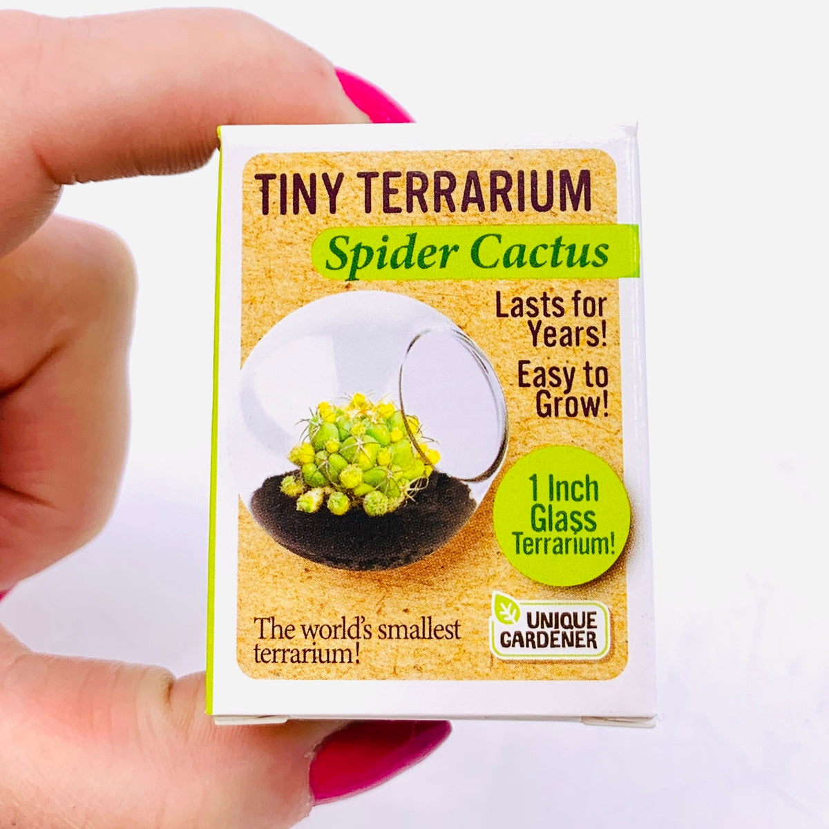 Tiny Terrarium, Spider Cactus
