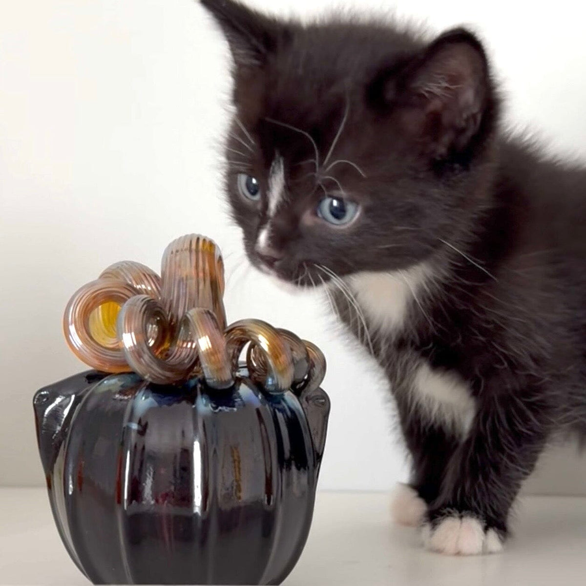 Black Cat-kin Pumpkin Inspo Luke Adams Glass Blowing Studio 