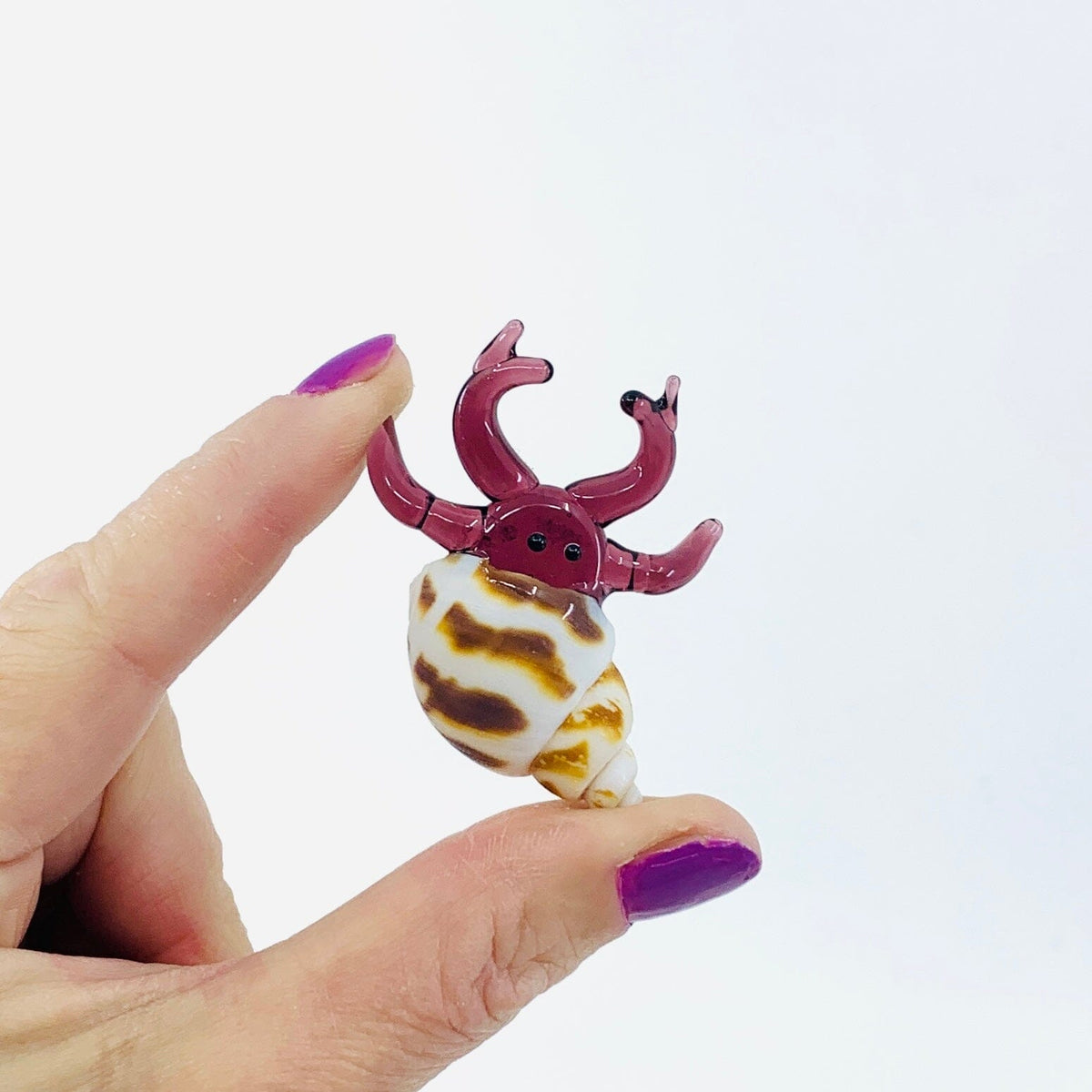 Hermit Crab, Purple Decor Chesapeake Bay 