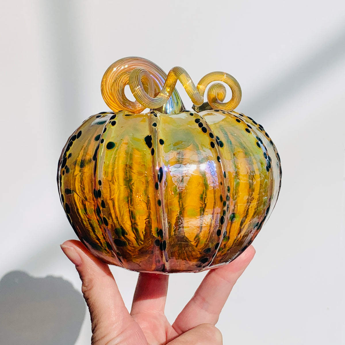 Daily Pumpkin 3725 Fall Squat