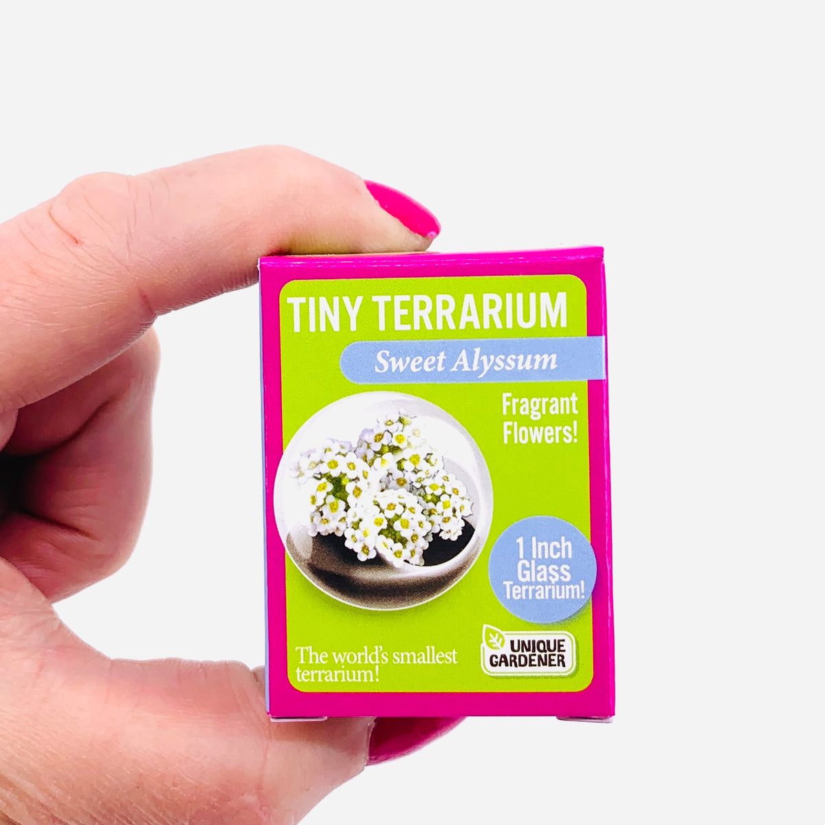 Tiny Terrarium, Sweet Alyssum