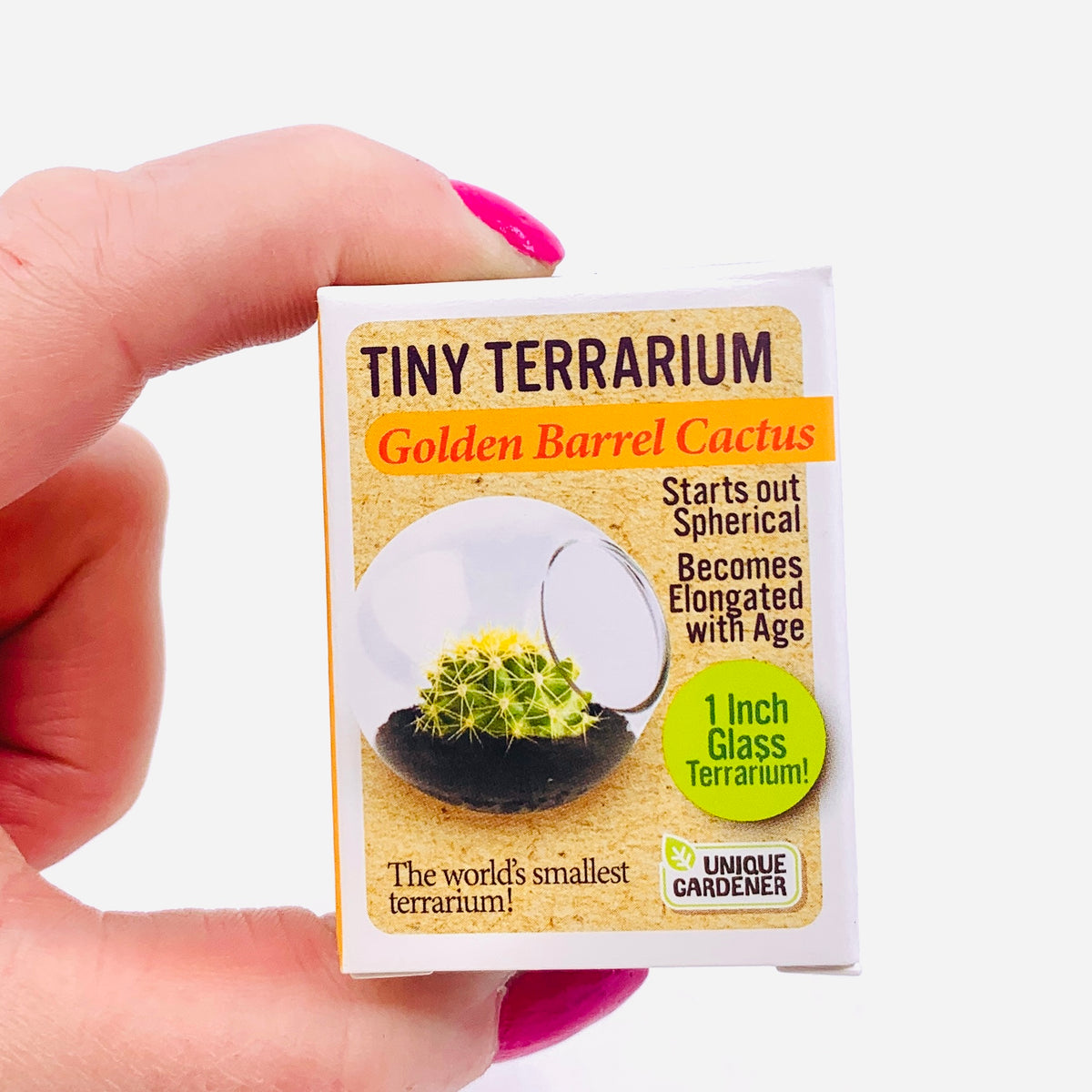 Tiny Terrarium, Golden Barrel Cactus