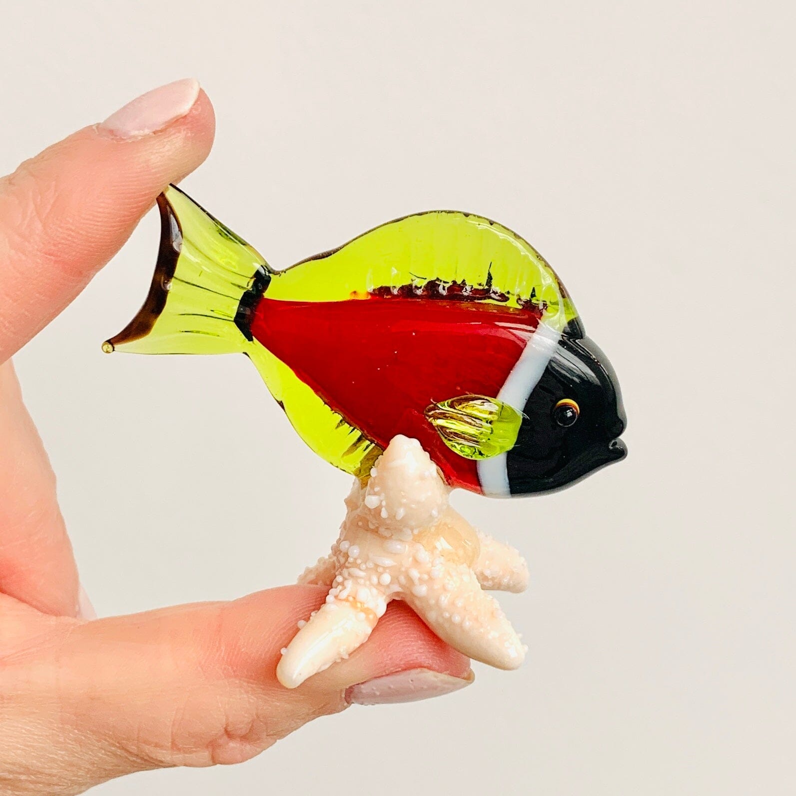 Tropical Fish on Sea Stars, Red Decor Beachcombers 
