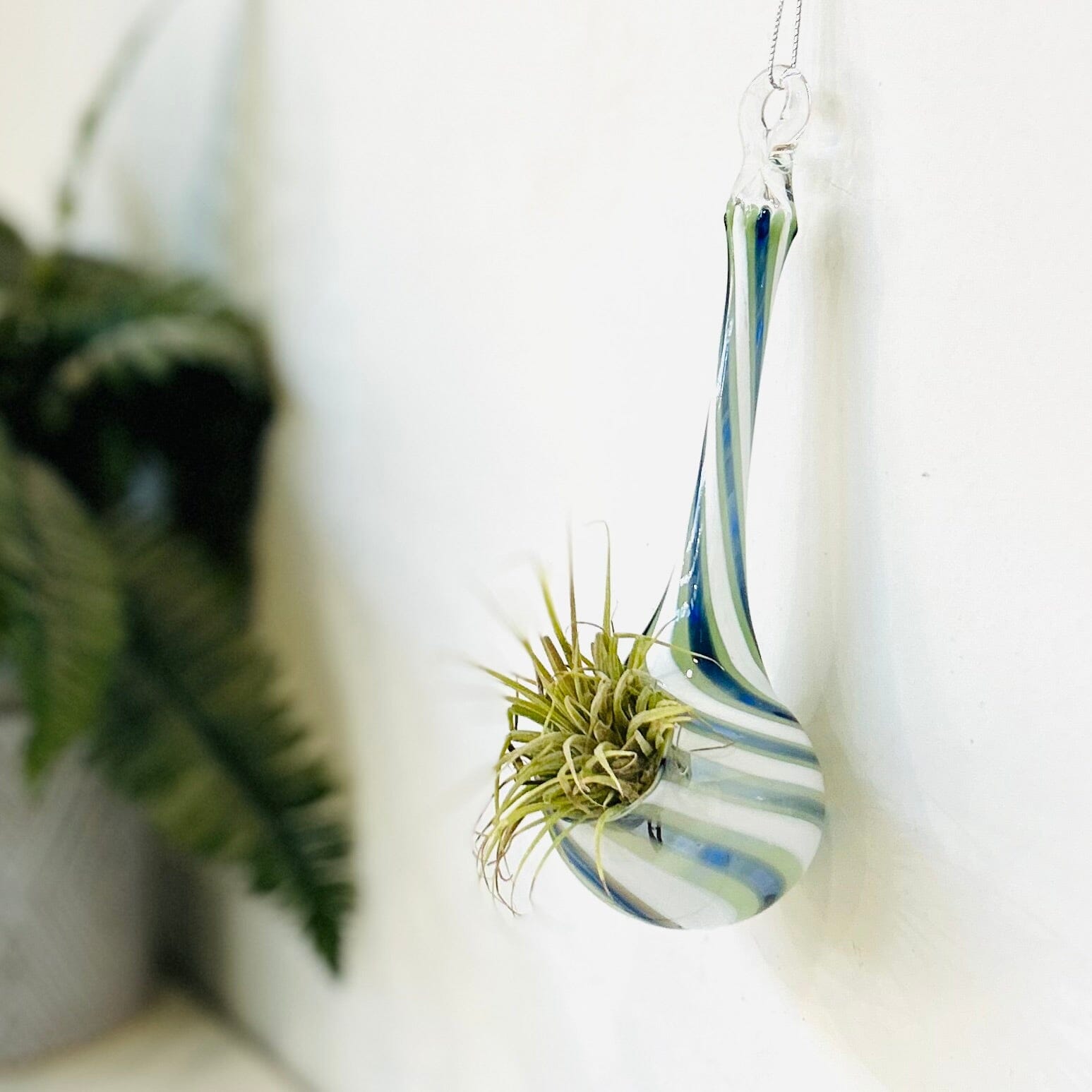 air plant suction cup Air Plant Hanging Drop Vase 11