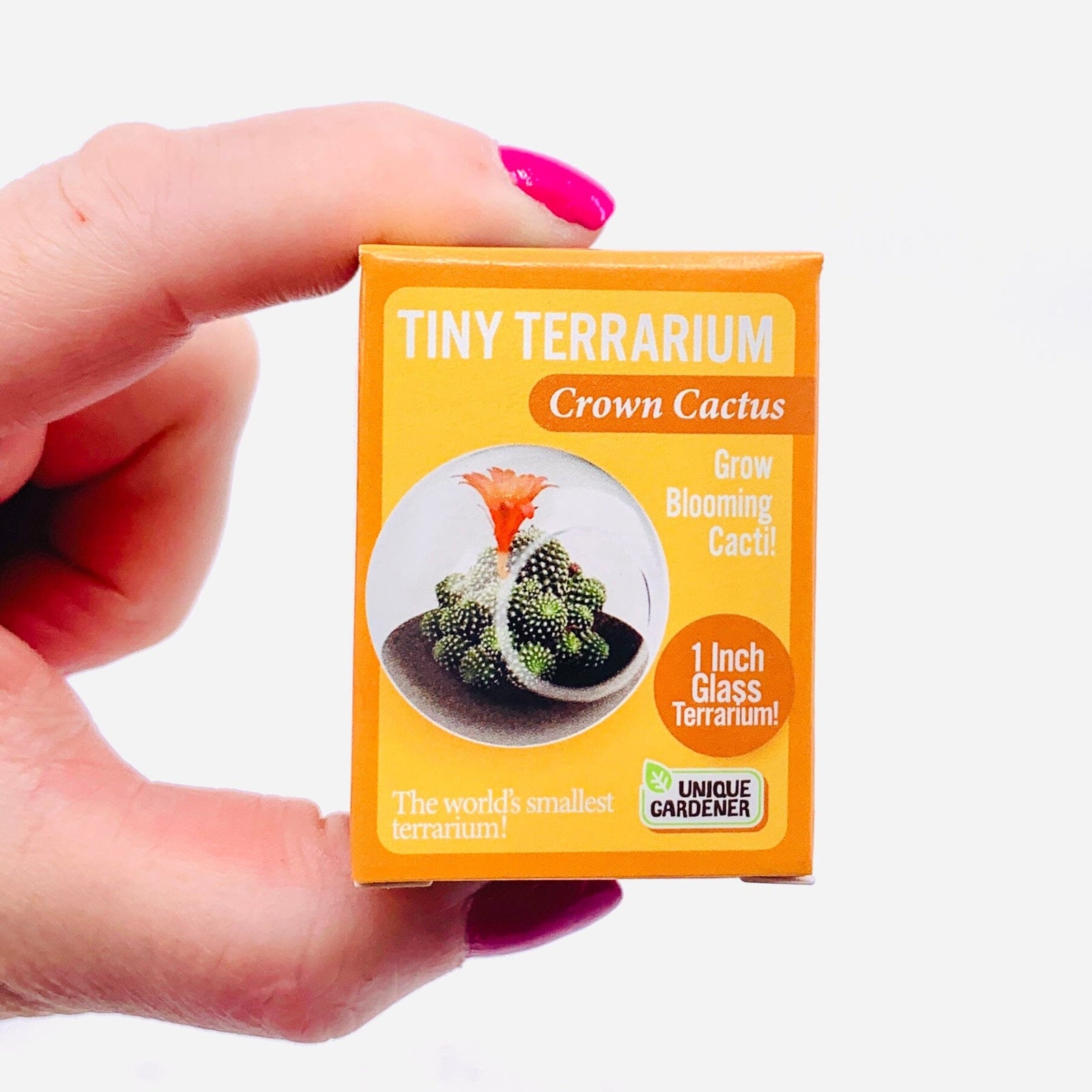 Tiny Terrarium, Crown Cactus Silver Circle Products 