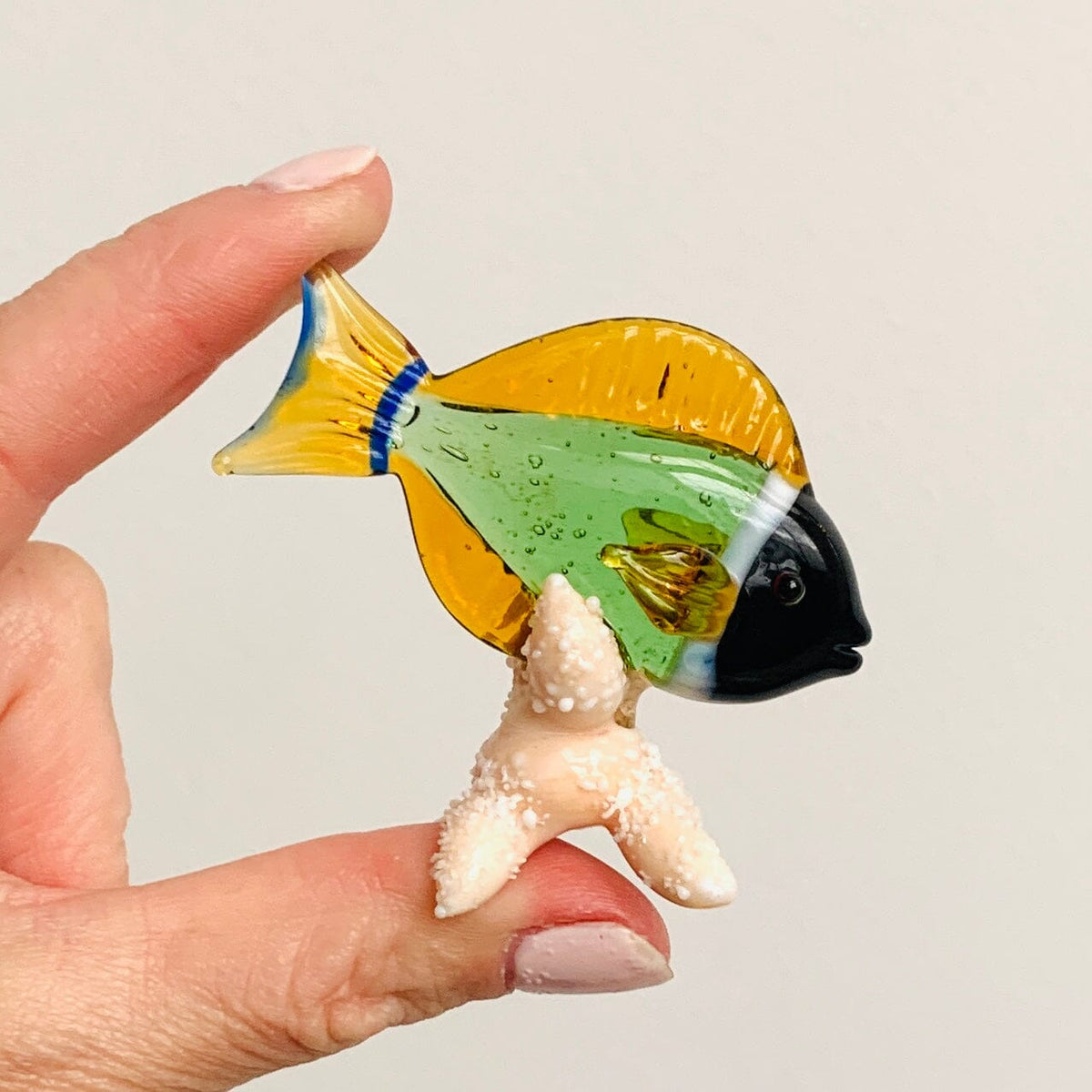Tropical Fish on Sea Stars, Green Decor Beachcombers 