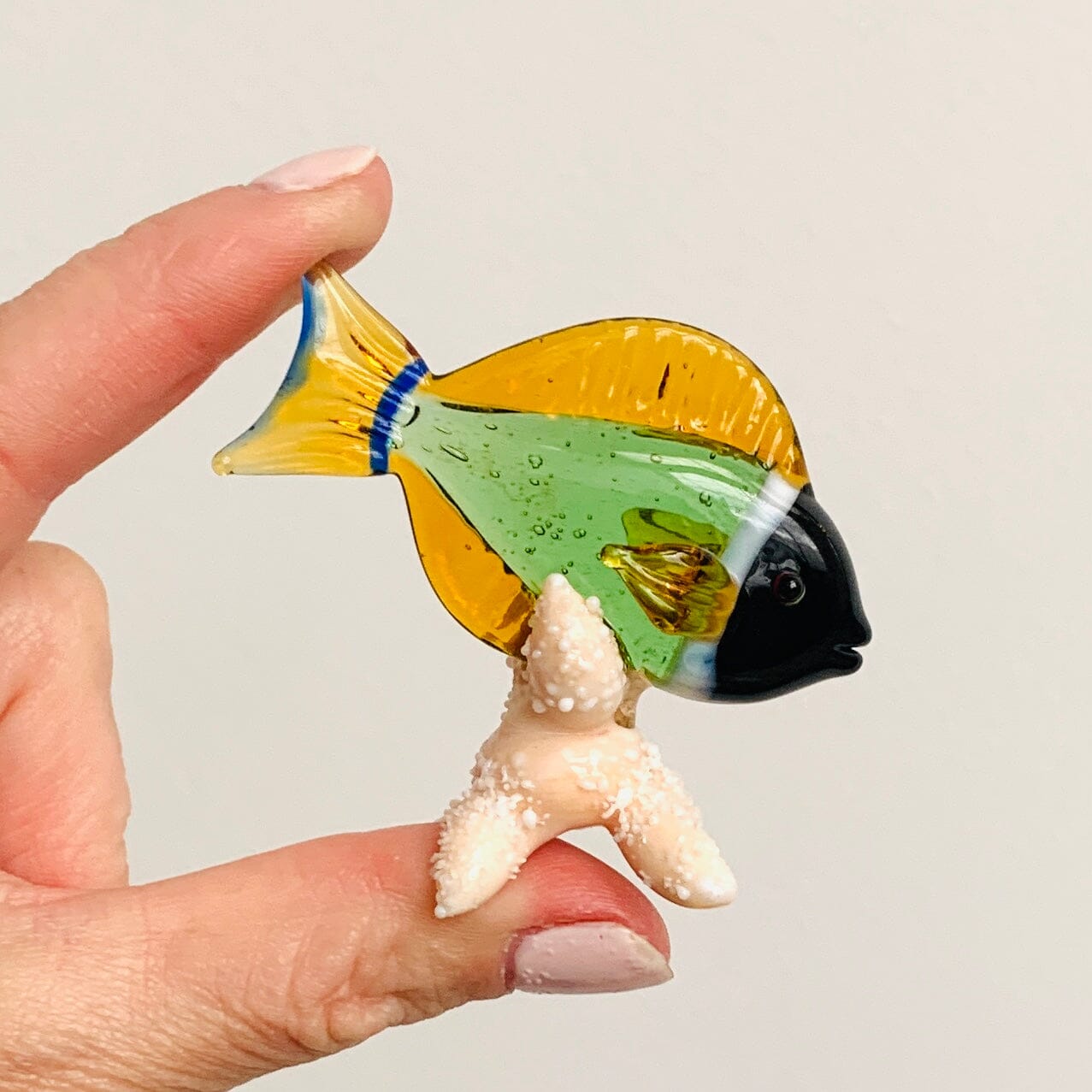 Tropical Fish on Sea Stars, Green Decor Beachcombers 