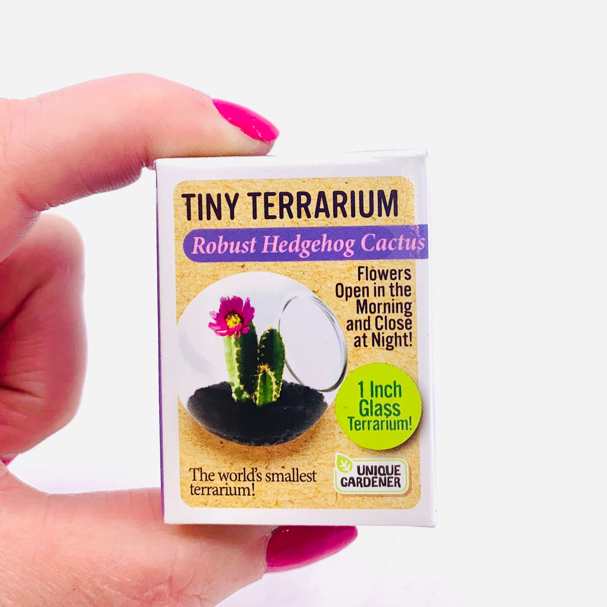 Tiny Terrarium, Robust Hedgehog Cactus