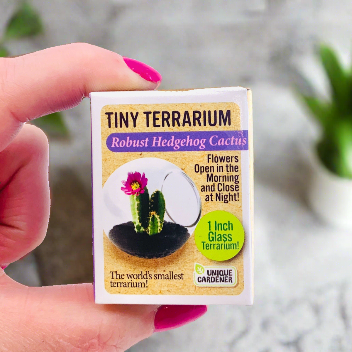 Tiny Terrarium, Robust Hedgehog Cactus