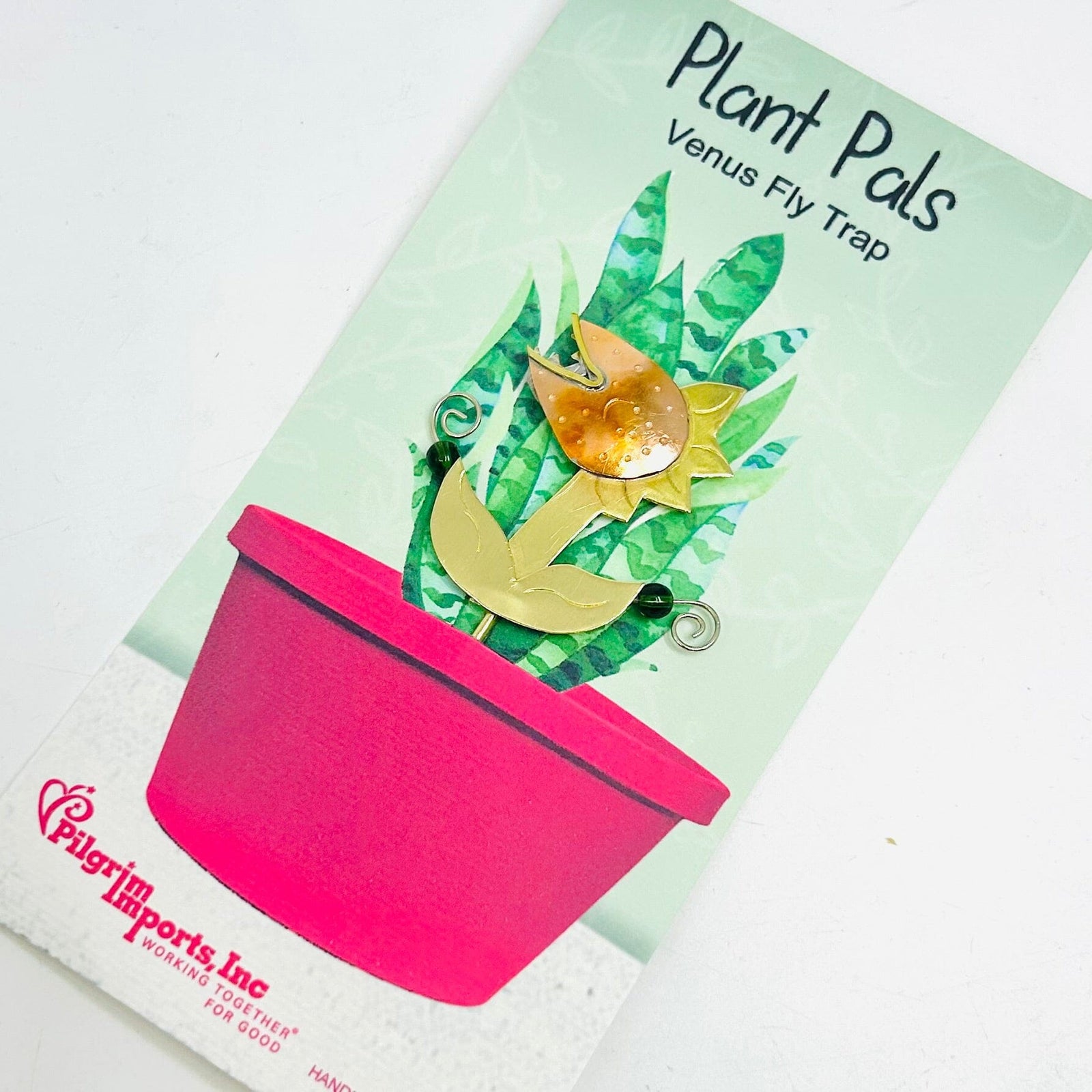 Plant Pals 23, Venus Fly Trap Miniature Pilgrim Imports 