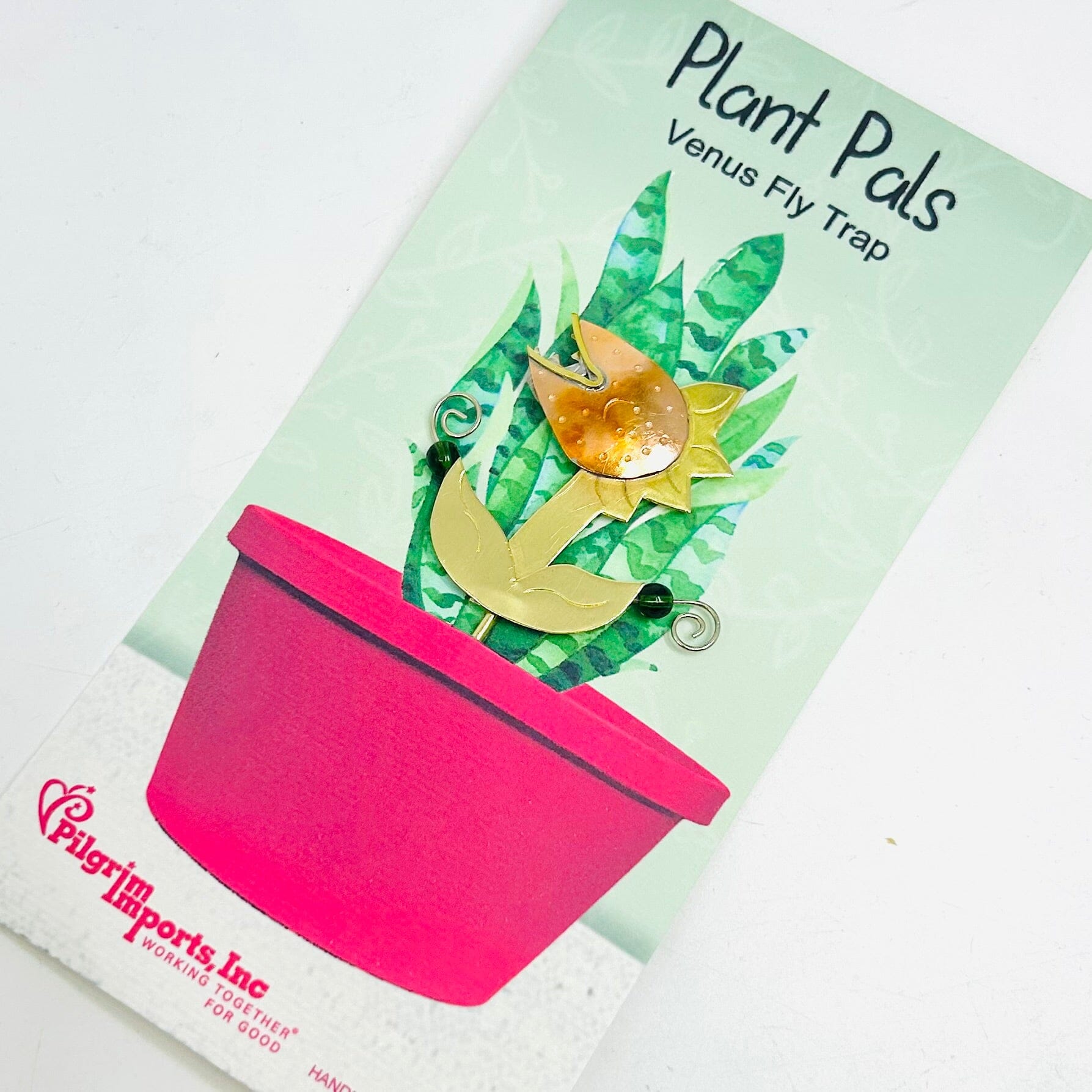 Plant Pals 23, Venus Fly Trap Miniature Pilgrim Imports 