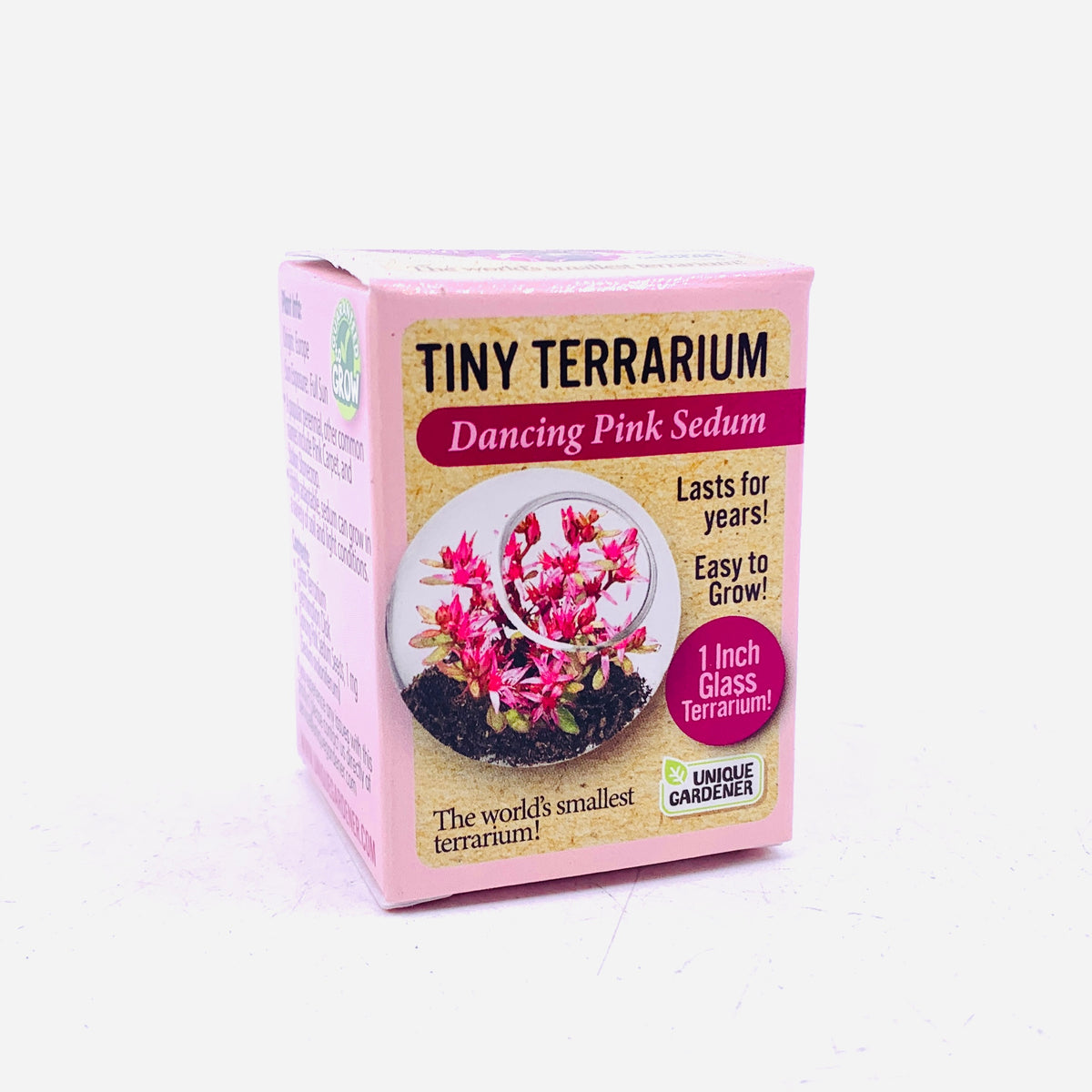 Tiny Terrarium, Dancing Pink Sedum