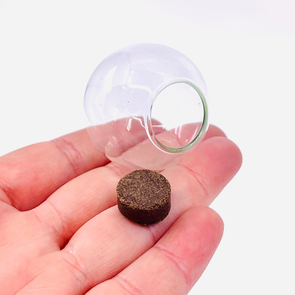 Tiny Terrarium, Crown Cactus Silver Circle Products 