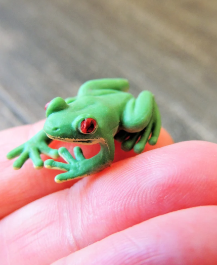 Tiny Rubber Tree Frog