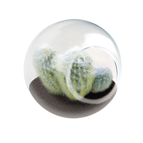Tiny Terrarium, Old Lady Cactus Silver Circle Products 