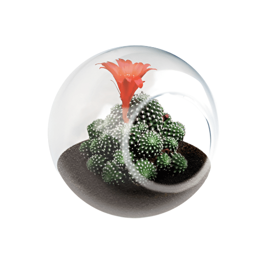 Tiny Terrarium, Crown Cactus Silver Circle Products 
