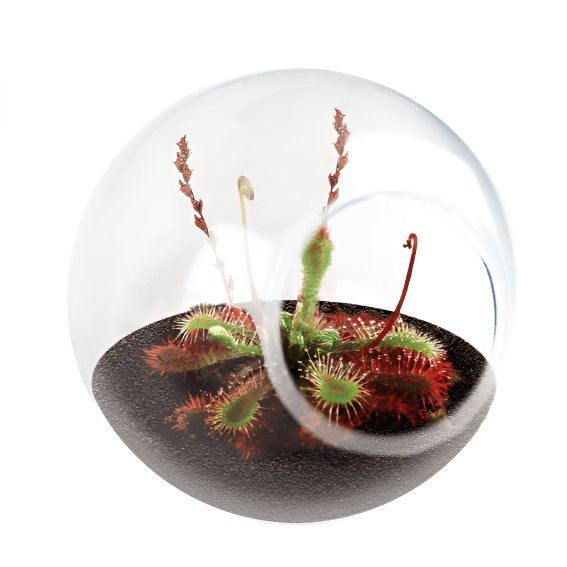 Tiny Terrarium, Sundew Flytrap Silver Circle Products 