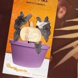 Halloween Plant Pals 7, Jack-O-Lantern Miniature Pilgrim Imports 