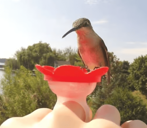 Hummingbird Feeder Ring Luke Adams Glass Blowing Studio