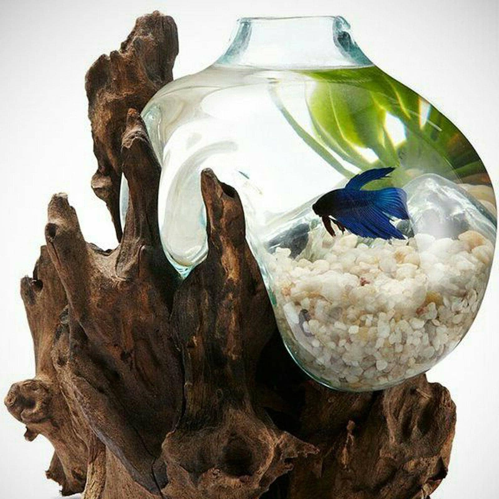 Driftwood Bubble Dish Decor - 