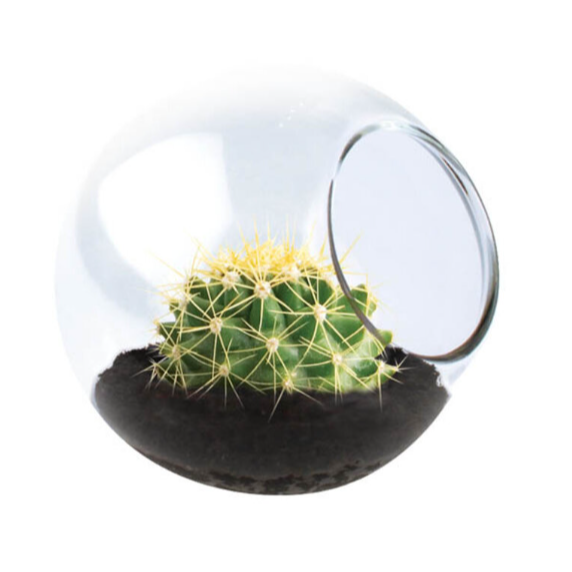 Tiny Terrarium, Golden Barrel Cactus