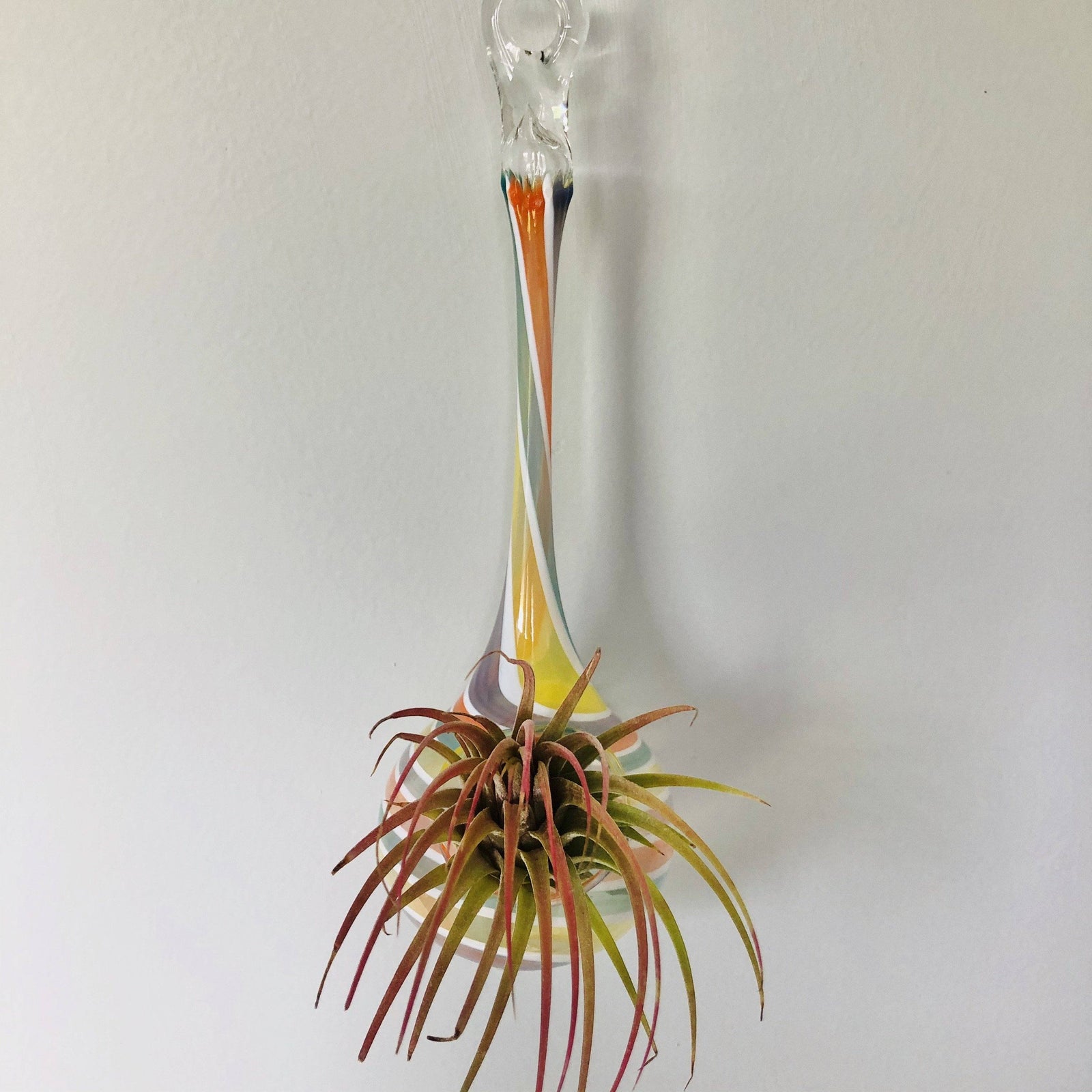 Air Plant Hanging Drop Vase 112 Luke Adams Glass Blowing Studio 