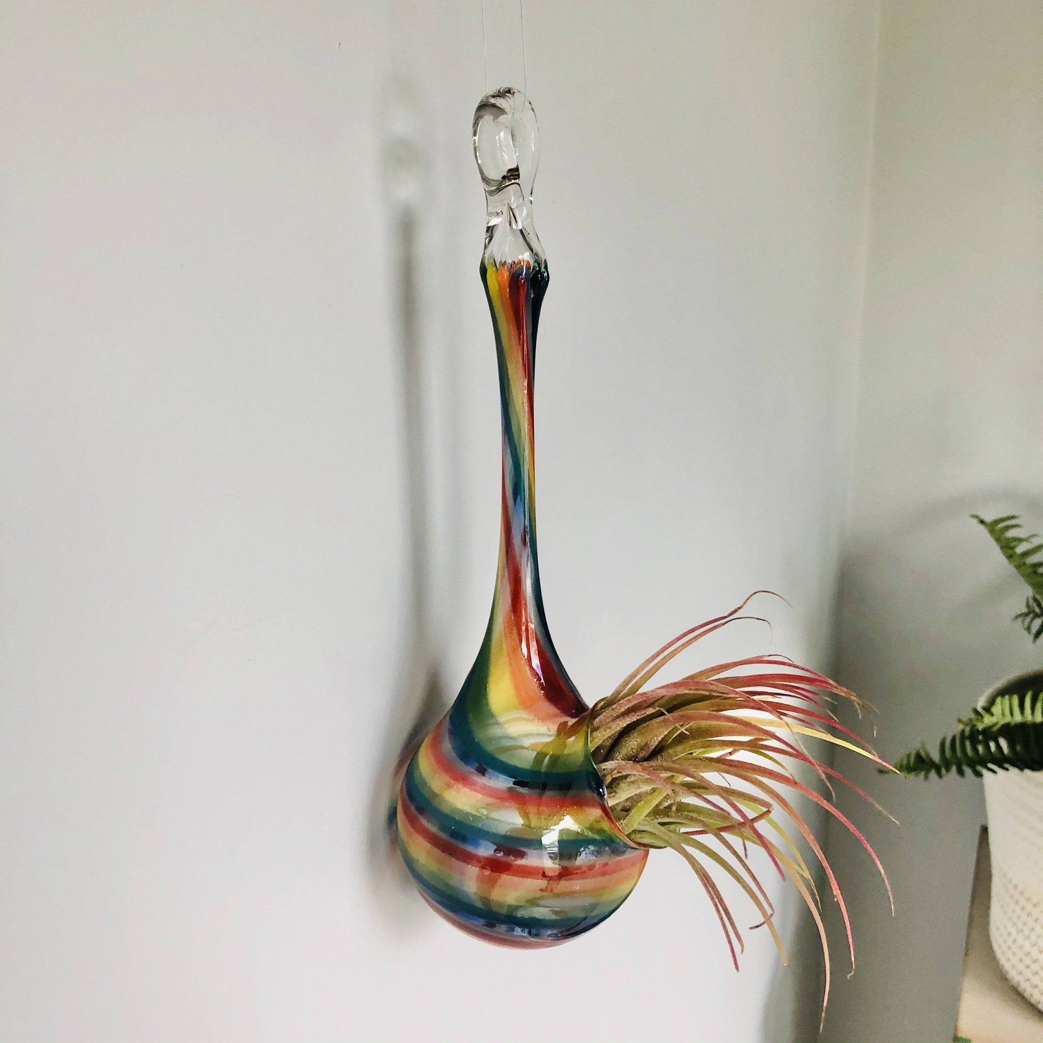 air plant wall vase Air Plant Hanging Drop Vase 4